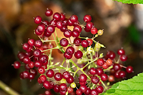 American spikenard berries