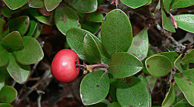 uva ursi plant with leaves and fruit