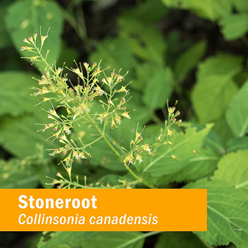 Stoneroot Healing Properties Natural Health Message