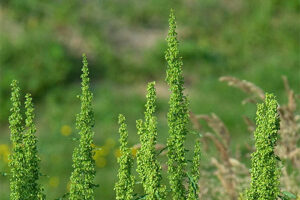 healthy plants