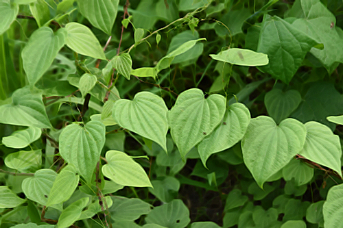 wild yam benefits