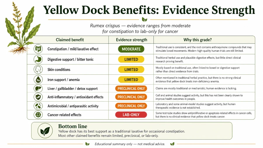 Table grading yellow dock benefits by evidence strength, from moderate for constipation to lab-only for cancer.