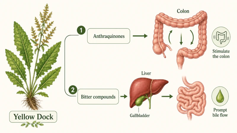 Diagram showing yellow dock anthraquinones stimulating the colon and bitter compounds prompting bile.