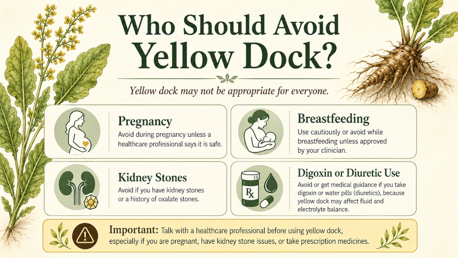 Infographic listing who should avoid yellow dock, including pregnancy, kidney stones, and digoxin or diuretic use.