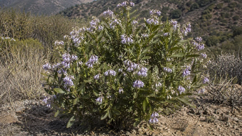 Yerba santa shrub with sticky leaves and pale lavender bell-shaped flowers.