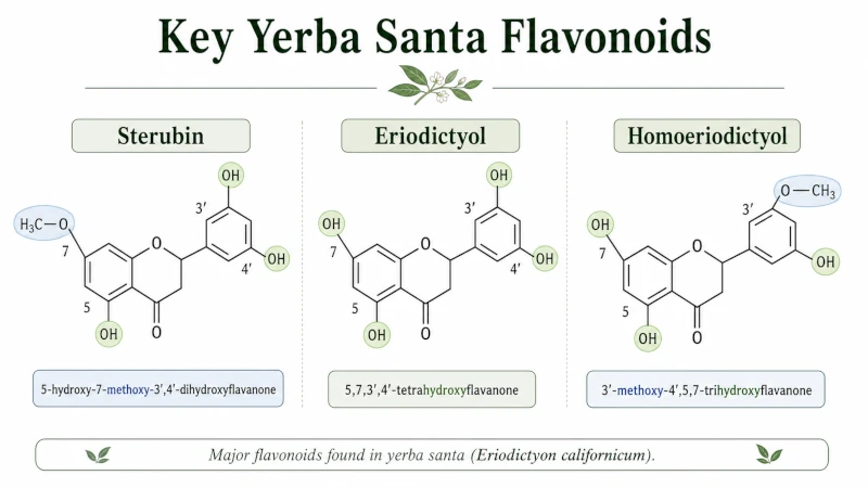 Diagram of key yerba santa flavonoids including sterubin, eriodictyol, and homoeriodictyol.