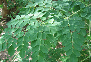 leaves of the drumstick tree