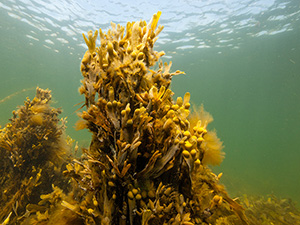 golden or brown algae in the ocean