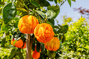 Bigarade oranges on the tree branch