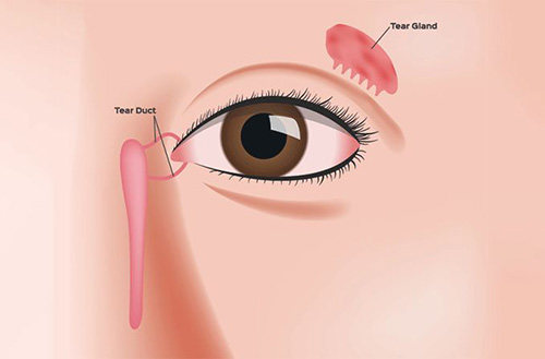 illustration of the working of the tear ducts