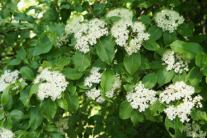 image of very powerful black haw plant