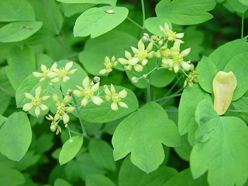 blue cohosh plant with leaves