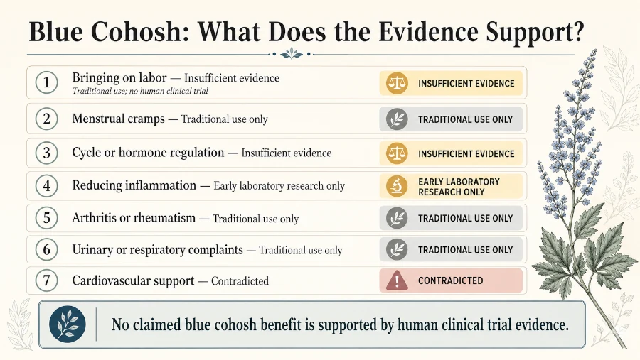 Evidence chart showing the strength of research behind seven commonly claimed blue cohosh benefits