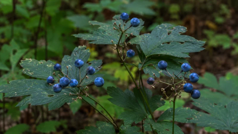 Close-up of ripe blue cohosh seeds growing naturally on the plant in late summer