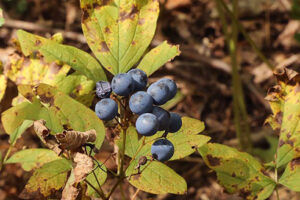blue cohosh plant along with the berries and leaves