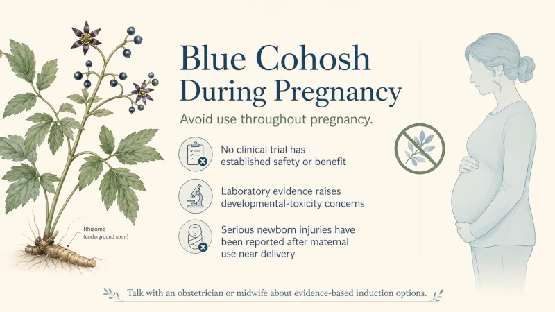Medical illustration explaining why blue cohosh is not recommended during pregnancy