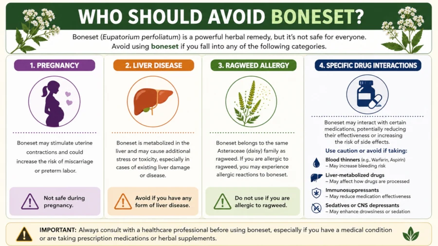 Chart listing who should avoid boneset: pregnancy, liver disease, ragweed allergy, and specific drug interactions.