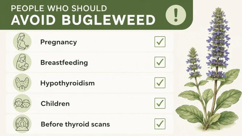 Checklist of people who should avoid bugleweed: pregnancy, breastfeeding, hypothyroidism, children, before thyroid scans.