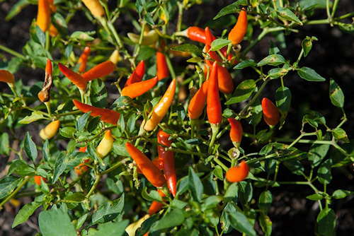 cayenne pepper plant