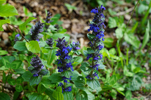 bugleweed