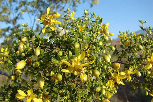 chaparral plant shrub