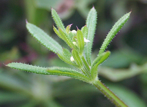 cleavers plant