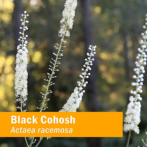 benefits of black cohosh