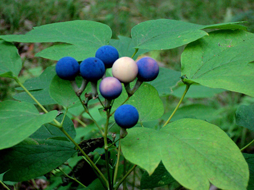 blue cohosh benefits