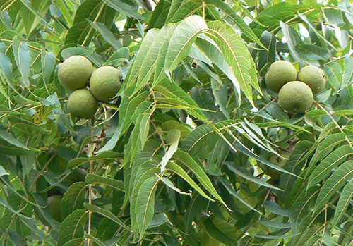 black walnut leaves and fruits