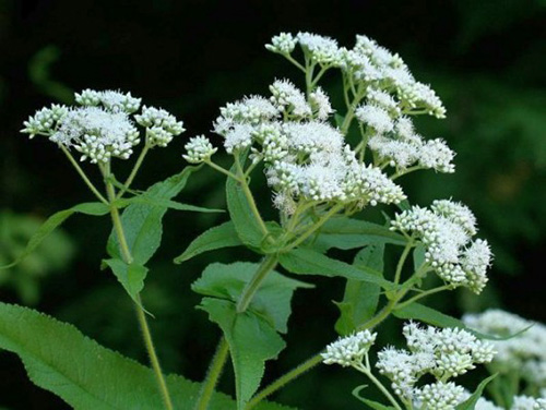 the boneset plant with leaves