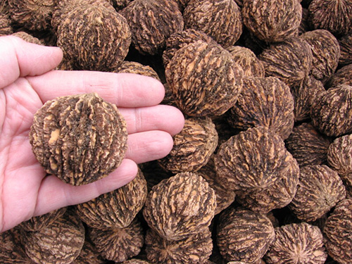 black walnut benefits