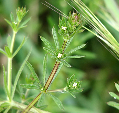 cleavers leaves and flower buds