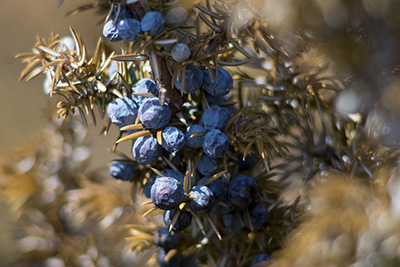 juniper berry fruits