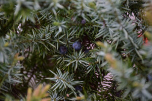 tree leaves with juniper fruit