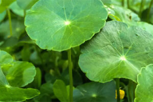 gotu kola plant