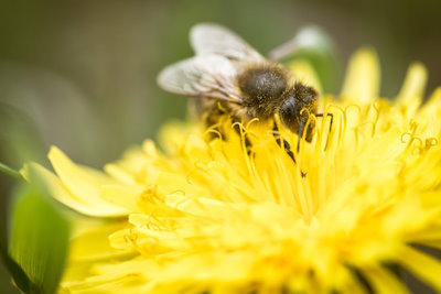 bee pollinating plant
