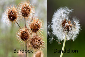 burdock and dandelion plants side by side