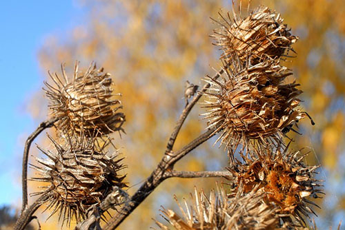 burdock hooked burrs