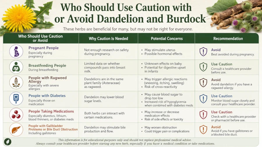 Table listing who should use caution with or avoid dandelion and burdock, including pregnant people and those with ragweed allergy.