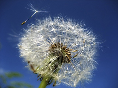 dandelion flower