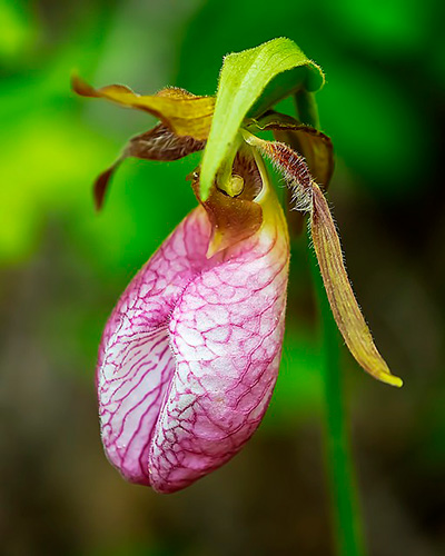 pink lady's slipper orchid