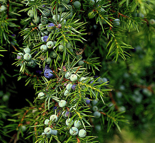 Health benefits of juniper berries