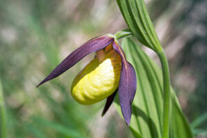 Cypripedium pubescens