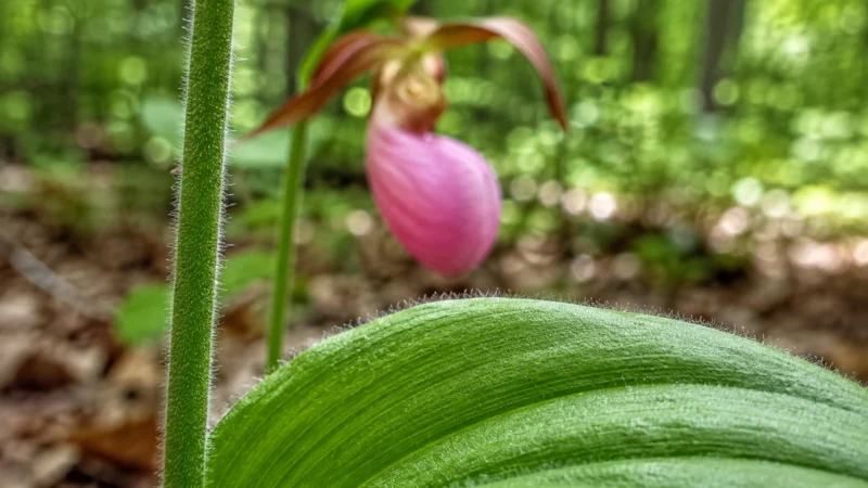 Close view of the fine hairs on a lady’s slipper orchid stem and leaves