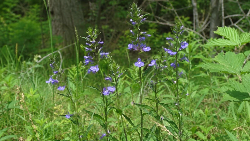 Lobelia inflata plant with small violet flowers growing in natural habitat