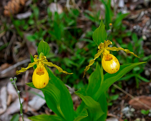 lady's slipper plant