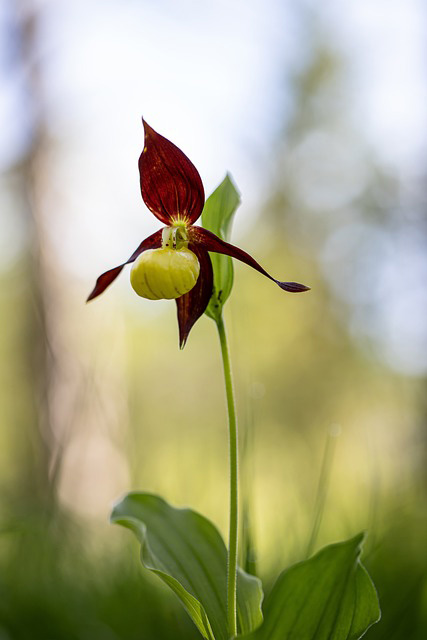 yellow lady's slipper orchid