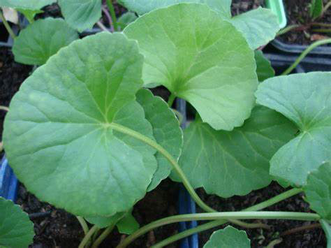 Gotu kola leaves