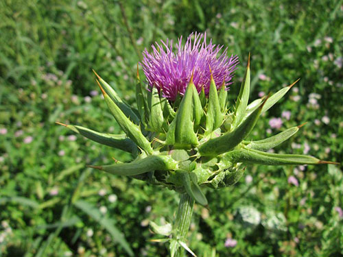 Milk thistle plant