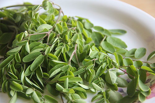 Moringa leaves on a plate